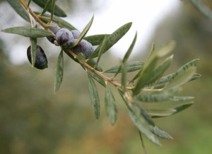 Eine chemische Belastung der Olivenöle wird oftmals dann festgestellt, wenn die Olivenbäume gewissen Umweltbelastungen ausgesetzt sind.